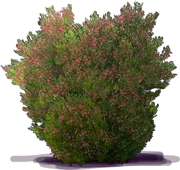 Roślina - Dodonaea viscosa