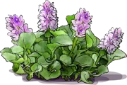 Roślina - Eichornia gruboogonkowa