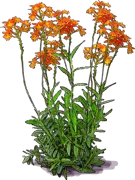 Roślina - Storczyk radicans