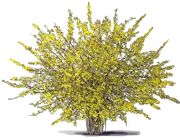 Roślina - Forsycja pośrednia \u0022Variegata\u0022
