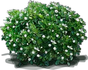 Roślina - Gardenia tahitańska