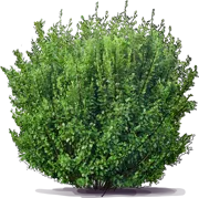 Roślina - Griselinia littoralis