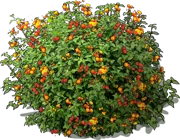 Roślina - Lantana pospolita