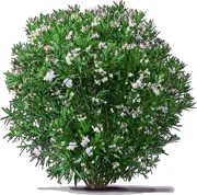 Roślina - Oleander pospolity \u0022Alsace\u0022