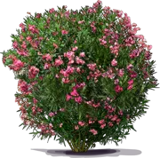 Roślina - Oleander pospolity \u0022Hardy Pink\u0022