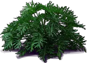 Roślina - Philodendron bipinnatifidum