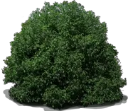 Roślina - Pospornica wąskolistna \u0022Abbotsbury Gold\u0022