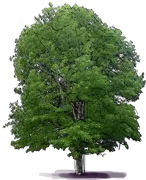 Roślina - Platan kalifornijski