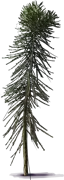 Roślina - Pseudopanax ferox