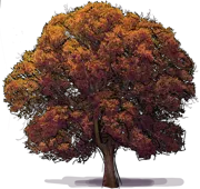 Roślina - Dąb douglasii