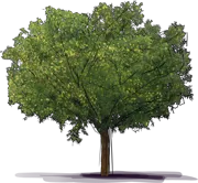 Roślina - Searsia lancea