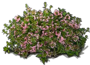 Roślina - Scewola wachlarzowata \u0022Whirlwind Pink\u0022