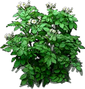 Roślina - Ziemniak \u0022Yukon gold\u0022