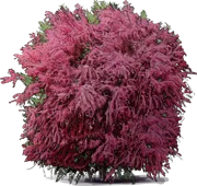 Roślina - Tamaryszek pięciopręcikowy \u0022Pink Cascade\u0022